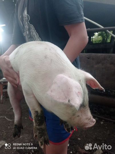 Поросята.Хряк на вязку