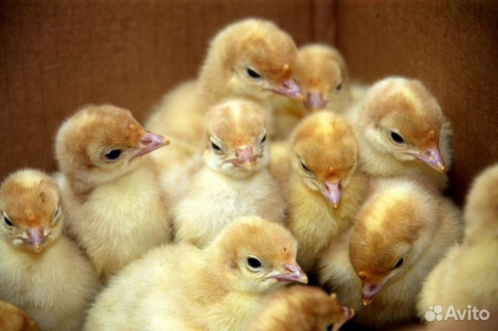 Индюшата хайбрид конвертер биг 6