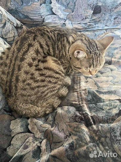 Подросток - девочка 7 месяцев