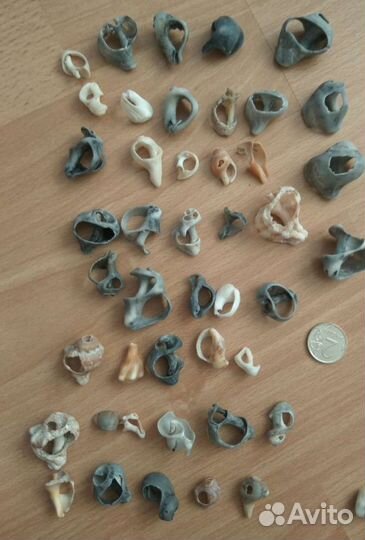 Ракушки и камни с отверстиями дырками поделки