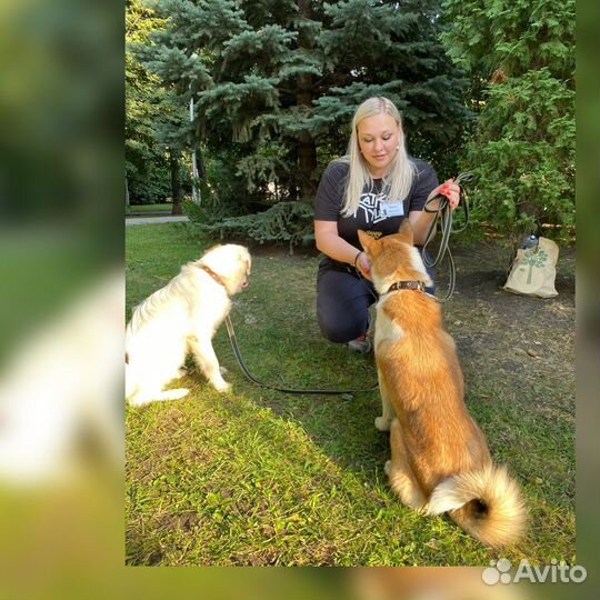 Воспитание и дрессировка щенка