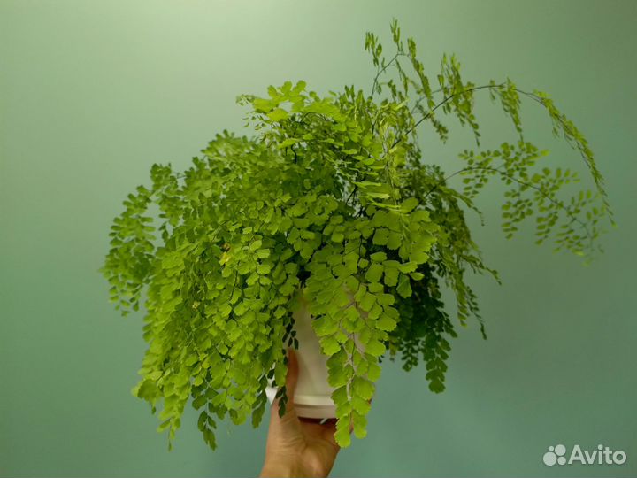 Адиантум / Венерин волос / Папоротник