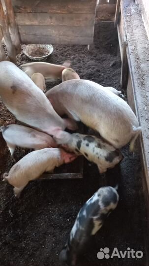 Поросята