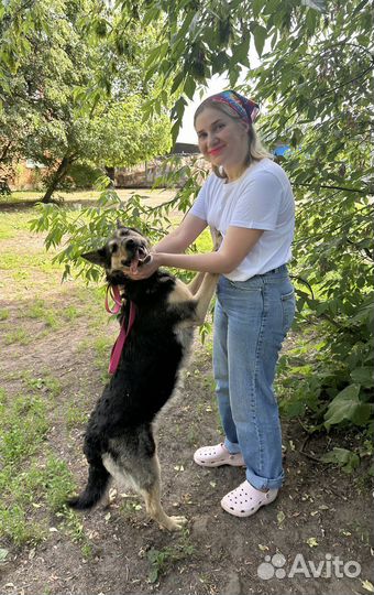 Собака из приюта ищет дом