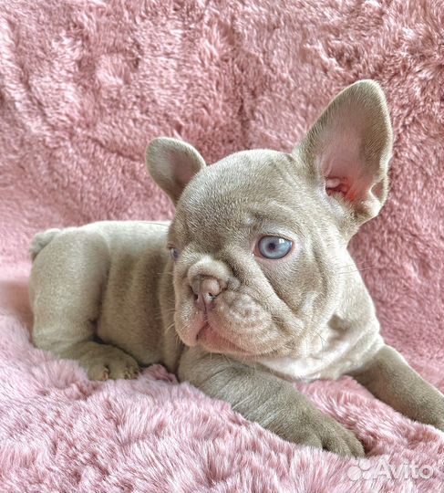 Французский бульдог Isabella Newshade