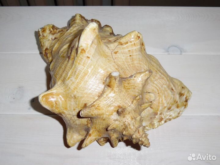 Ракушка интерьерная