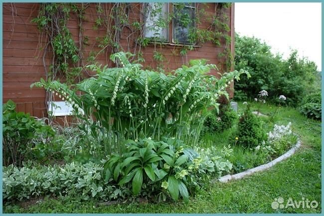 Купена саженцы 1-2 почки