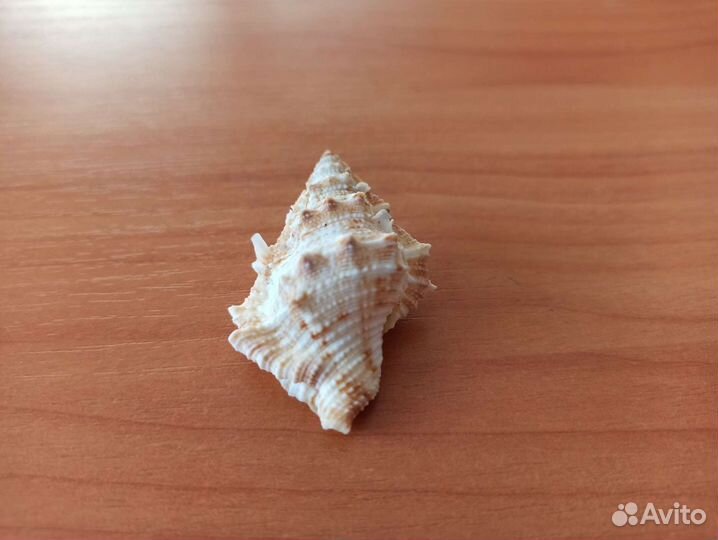 Морская раковина