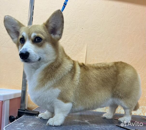 Груминг, стрижка собак и кошек