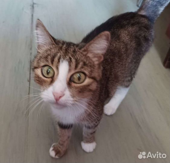 Кошки бесплатно