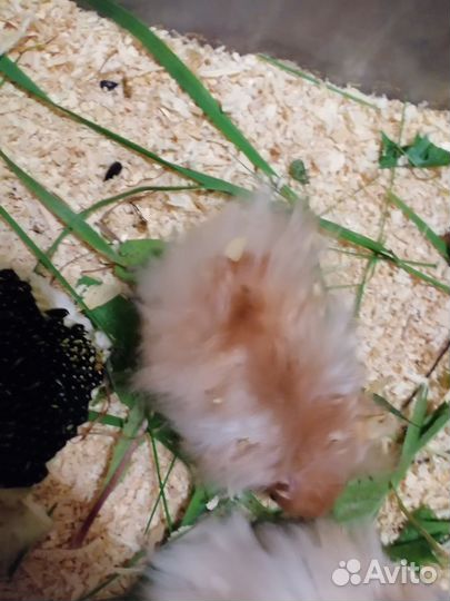 Хомячок ангорский