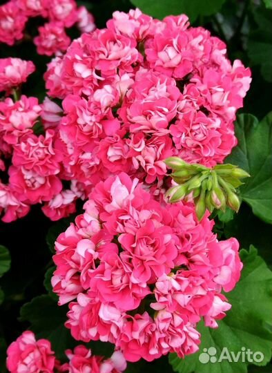 Большой выбор сортов пеларгонии герани