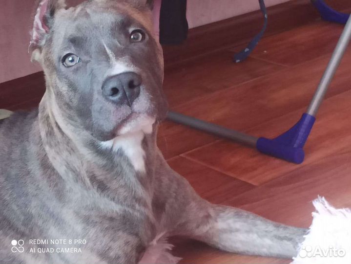 Передержка животных