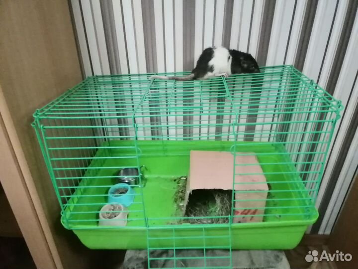 Отдам в хорошие руки бесплатно