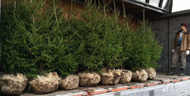 Саженцы ели от производителя экстра класс