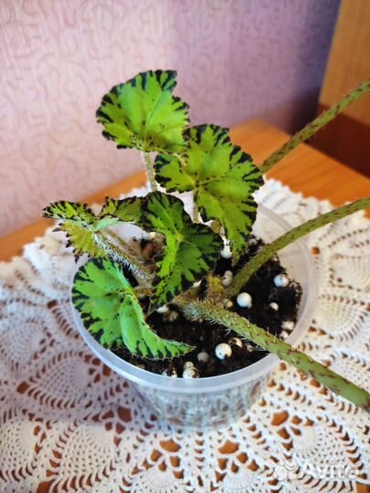 Традесканция, бегония, фиалка