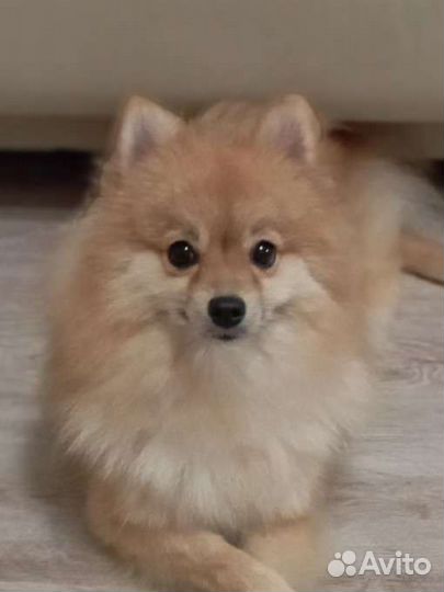 Собака улыбака