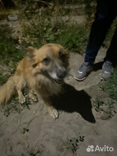 Найдена собака (мальчик)