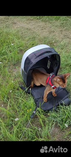 Рюкзак переноска для животных