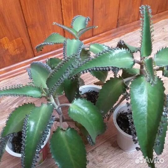 Каланхоэ лечебный