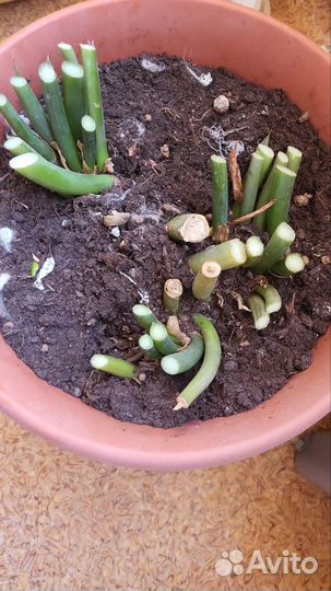 Замиокулькас большой