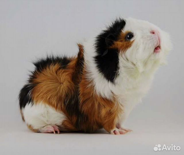 Морская свинка Розеточная