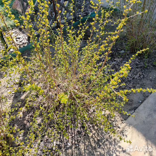 Растения для сада