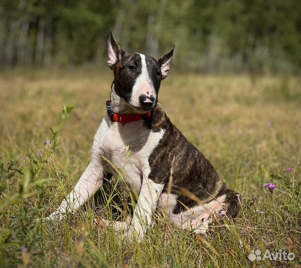 Стандартный бультерьер