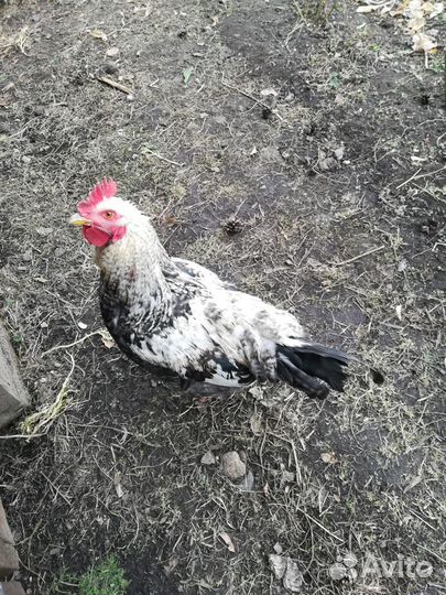 Молодые петухи