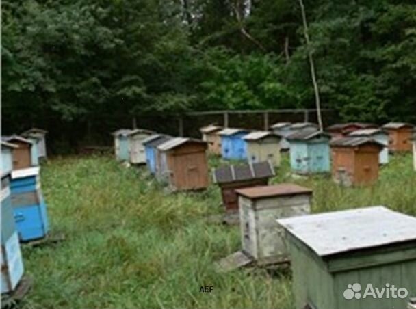 Мед 2024 года натуральный оптом