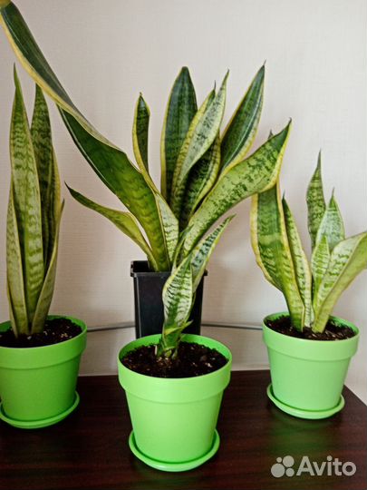 Комнатные цветы