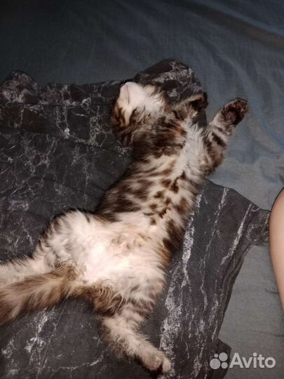 Кошки мейн-кун