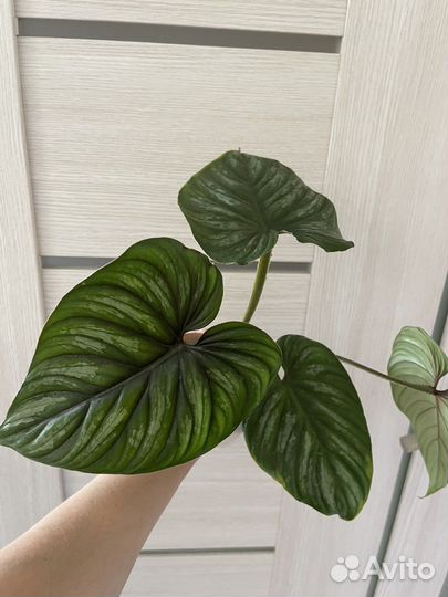 Филодендроны