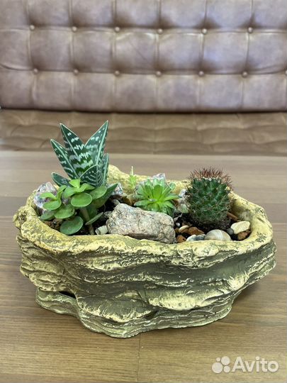 Флорариум из суккулентов