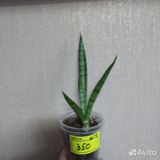 Сансевиерия сортовая