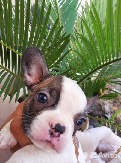 Французский бульдог щенки