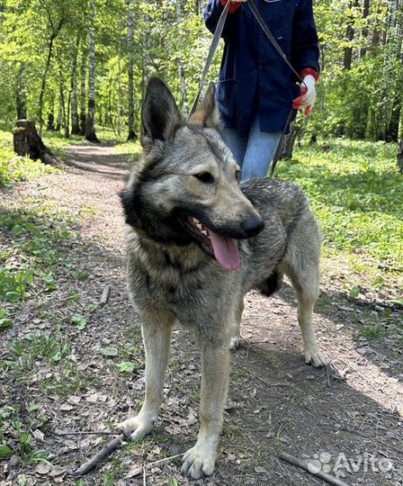 Собака в добрые руки