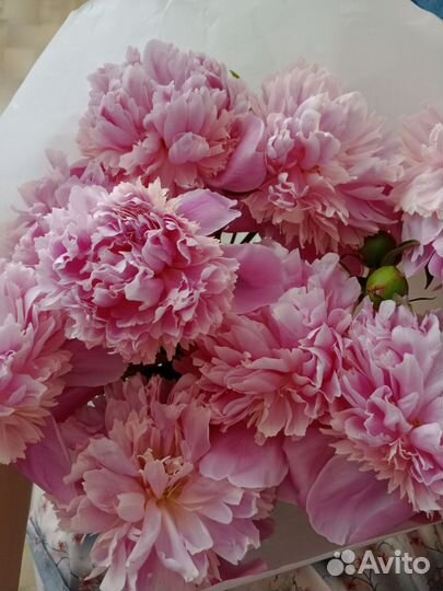 Букет пионов