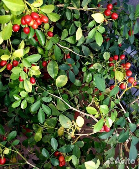 Муррайя метельчатая (домашнее растение)