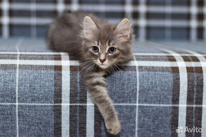 Котёнок (мальчик, 1.5 месяца) в дар