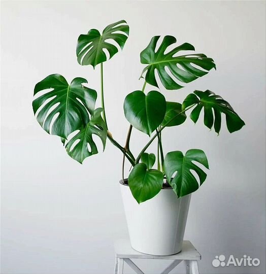 Монстера, комнатные растения, цветы