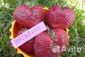 Элитные сорта клубники