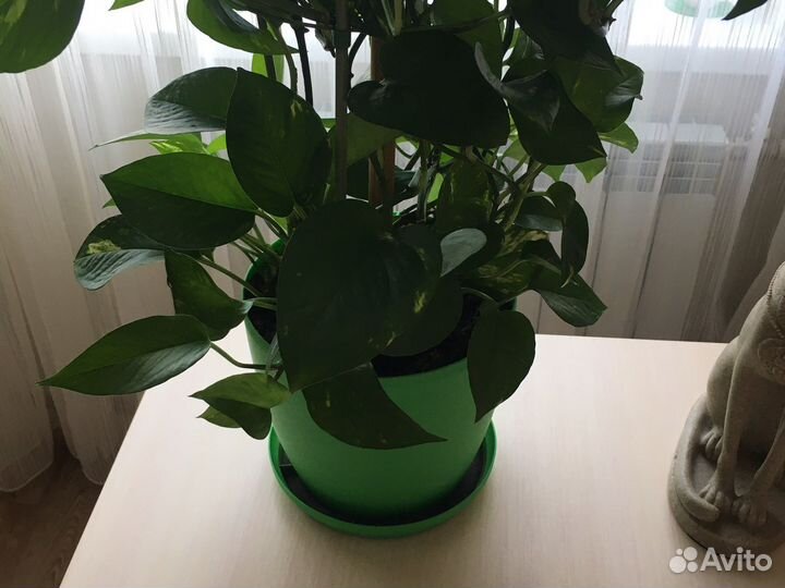 Сциндапсус