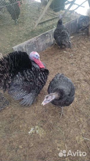 Индюшата, Индюки, Джерси петухи, яйца