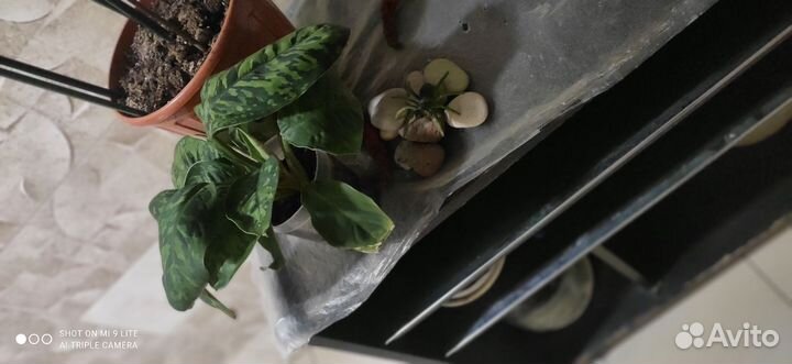 Хамелонема триколор камуфляж