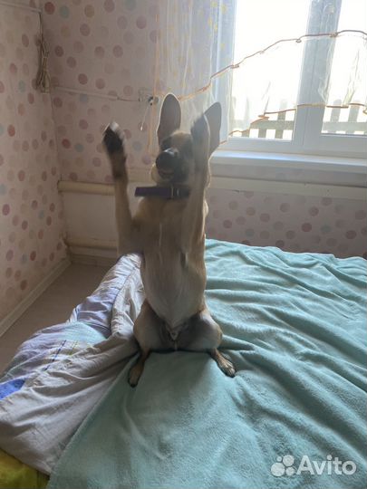 Собака в добрые руки