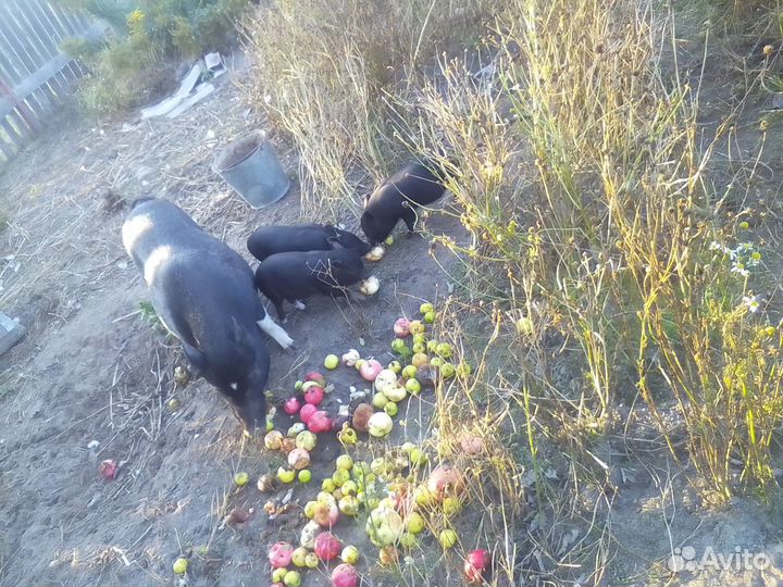 Вьетнамские поросята