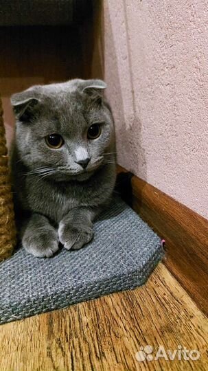 Отдаю в добрые руки