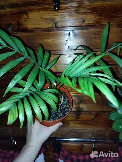 Пальма хамедорея