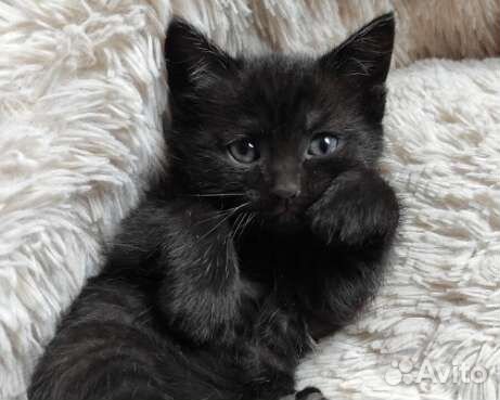 Милейший котенок